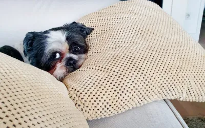 A small dog is laying on a couch under a blanket.