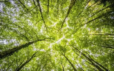 Looking up at the sun through the trees in a forest.
