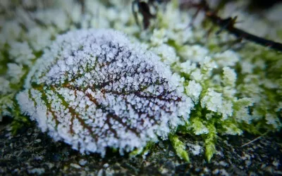A close up of a leaf covered in frost on a mossy surface.