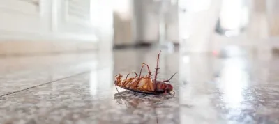 A cockroach is laying on the floor in a room.