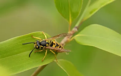A wasp is sitting on a green leaf.