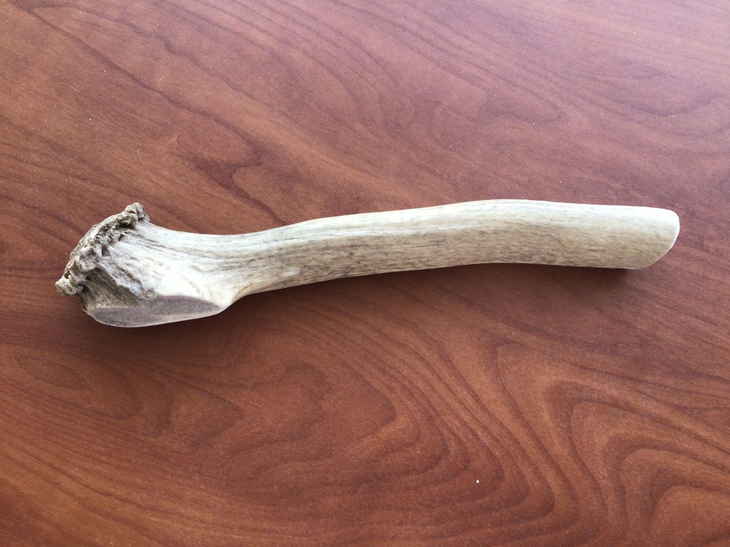 All Natural Whole Elk Antler