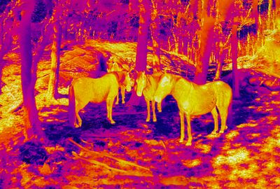 Thermal