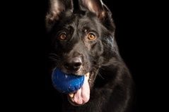 Fantastic DuraFoam Ball – durable, lightweight foam dog toy that floats and is safe for indoor or outdoor play.