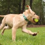 DAWG BALL