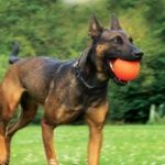 DAWG BALL XL