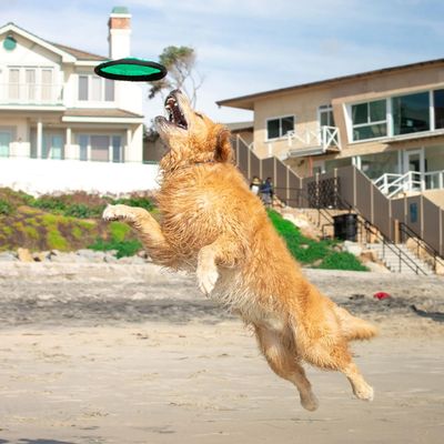 Dog Toys