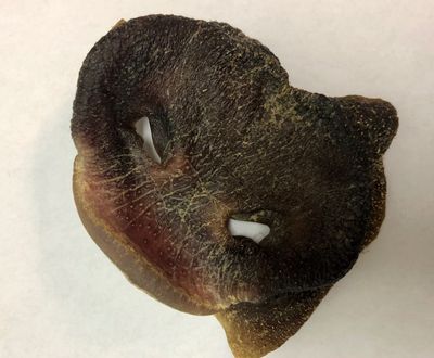 PIG SNOUTS Close up of all natural, smoked pig snout showing texture.