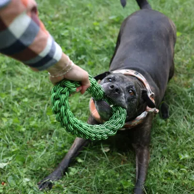 Rope and Tug Toys