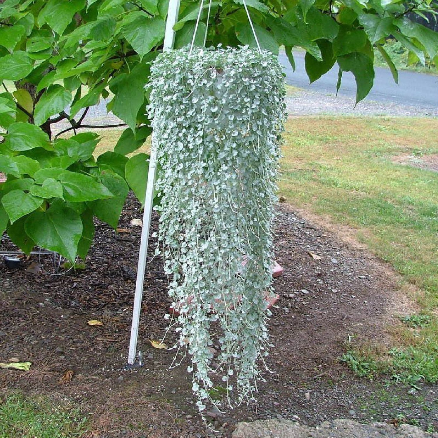 Dichondra, Silver Falls - 10&quot; HB