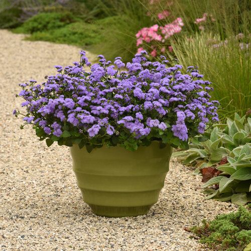 Ageratum, Monarch Magic - 4.5&quot;