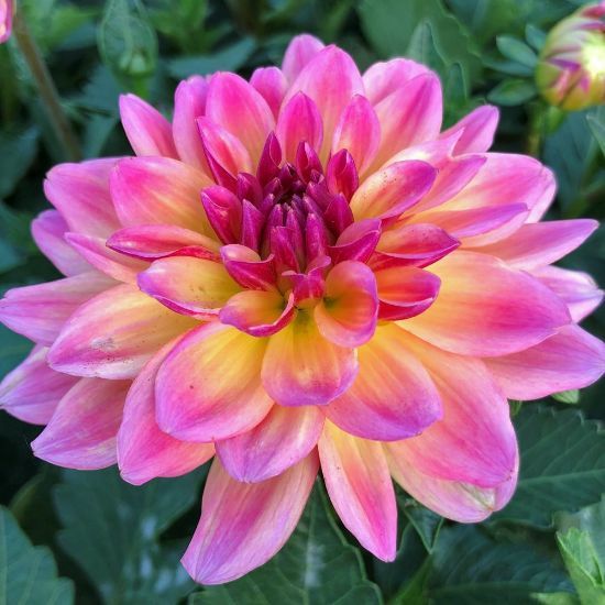 Dahlia, Hypnotica Rose Bicolor - Qt