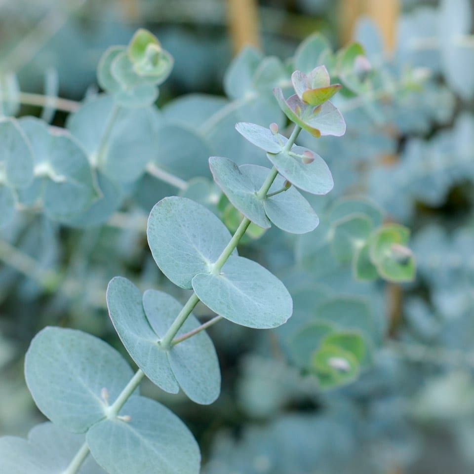 Eucalyptus, Baby Blue - 4.5&quot;