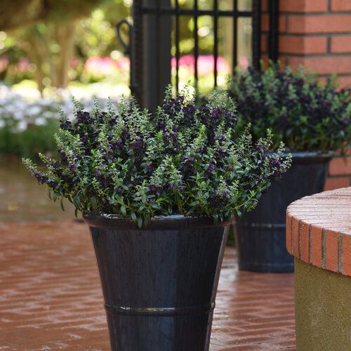 Angelonia, AngelFlare, Black - 4.5&quot;