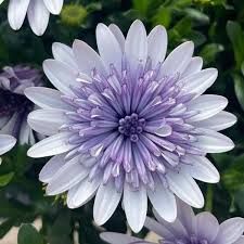 Osteospermum, 4D Blue Ice - 4.5&quot;