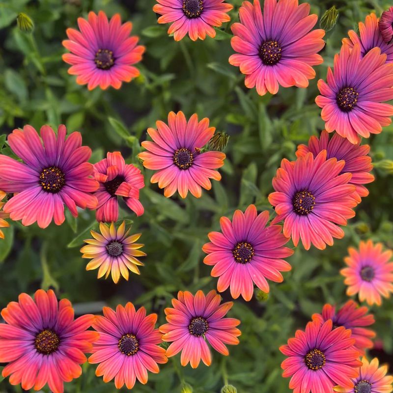 Osteospermum, Zion Copper Amethyst - 4.5&quot;