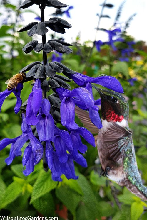 Salvia, Black &amp; Bloom - Qt