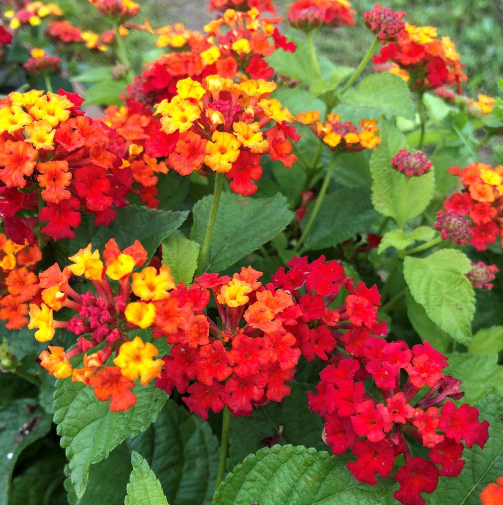Lantana, Bandana Red - 4.5&quot;