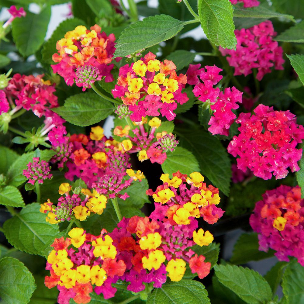 Lantana, Lucky Pink - 4.5&quot;