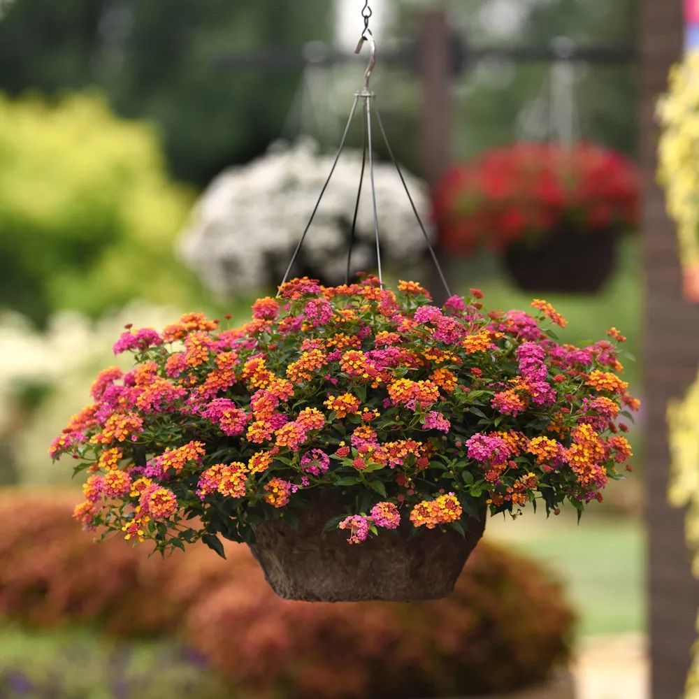 Lantana, Passion Fruit - 4.5&quot;