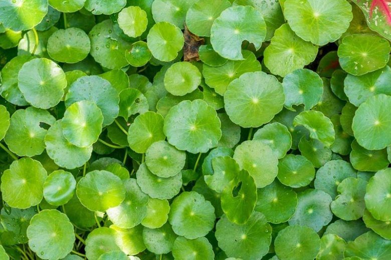 Hydrocotyle umbellata (Small Pennywort) - 8&quot;