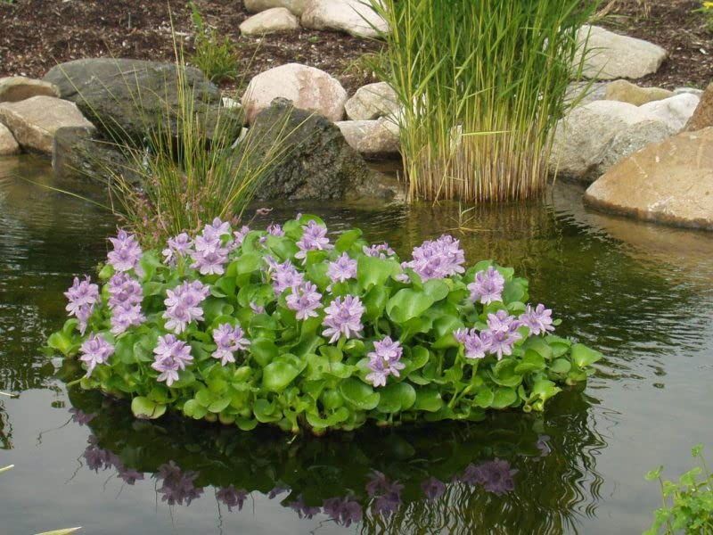 Eichhornia crassipes (Water Hyacinth) - BR