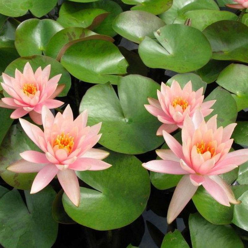 Nymphaea, Colorado (Water Lily) - 4&quot;