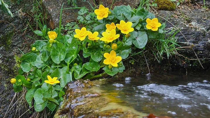 Ranunculus flammula (miniature Spearwort) - 8&quot;