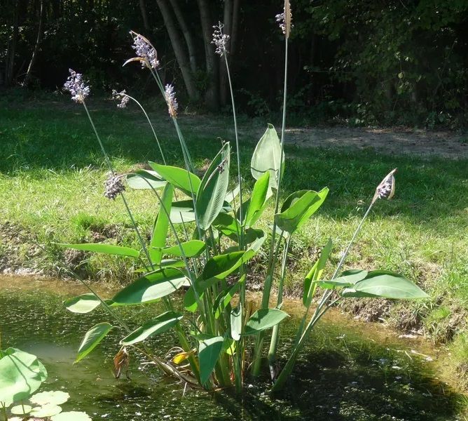 Thalia dealbata (Hardy Water Canna) - 3.5&quot;