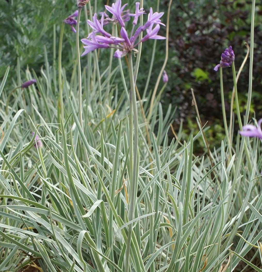 Tulbaghia var (Variegated Water Garlic) - 8&quot;