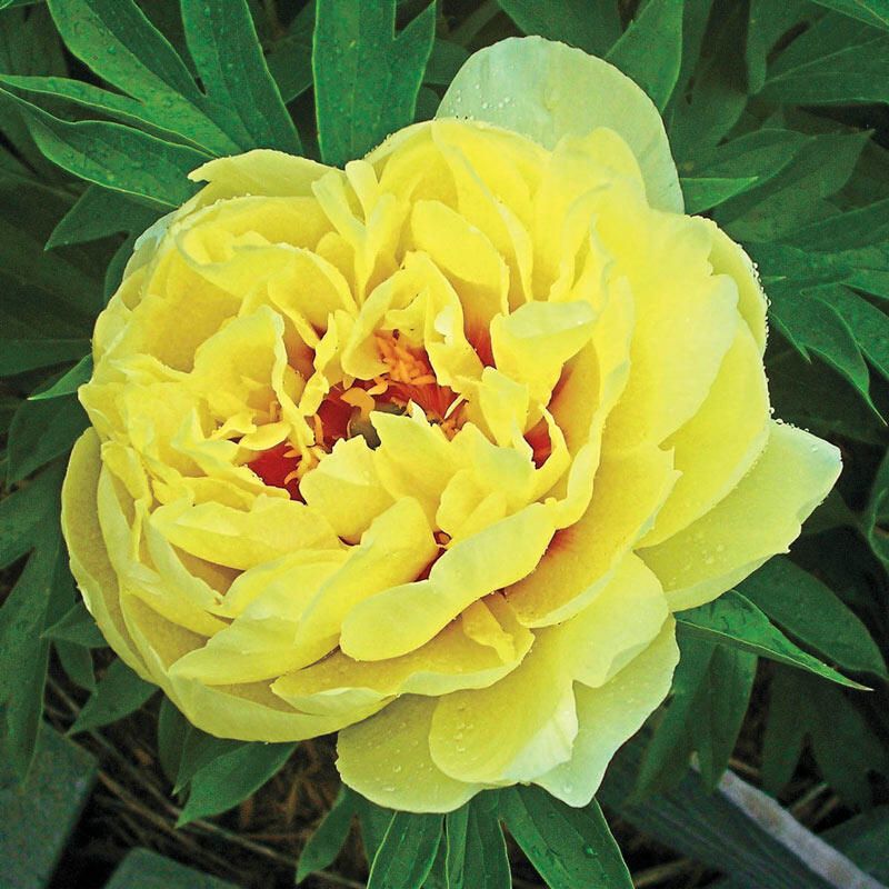 Peony itoh, Bartzella - 2 Gal