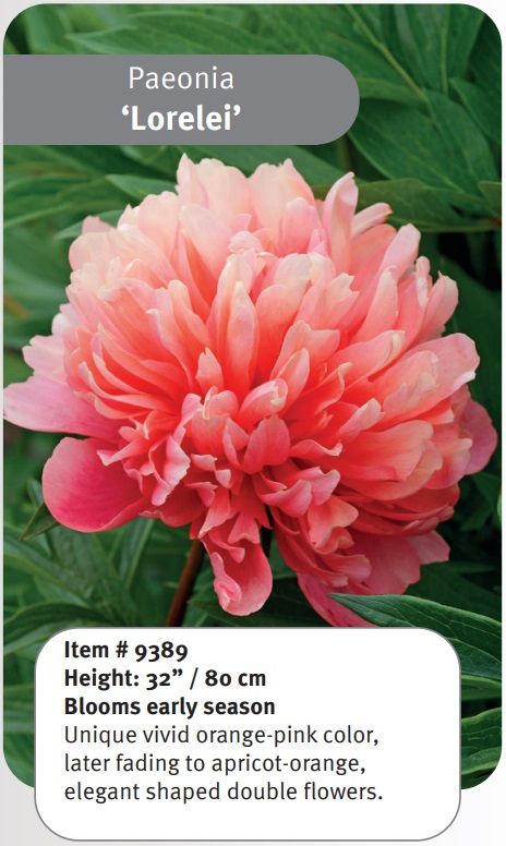 Peony, Lorelei - 2 Gal