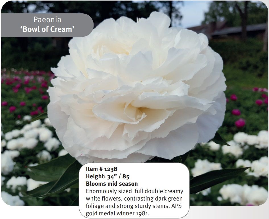 Peony, Bowl of Cream - 2 Gal