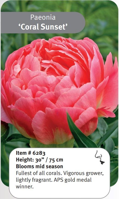 Peony, Coral Sunset - 2 Gal