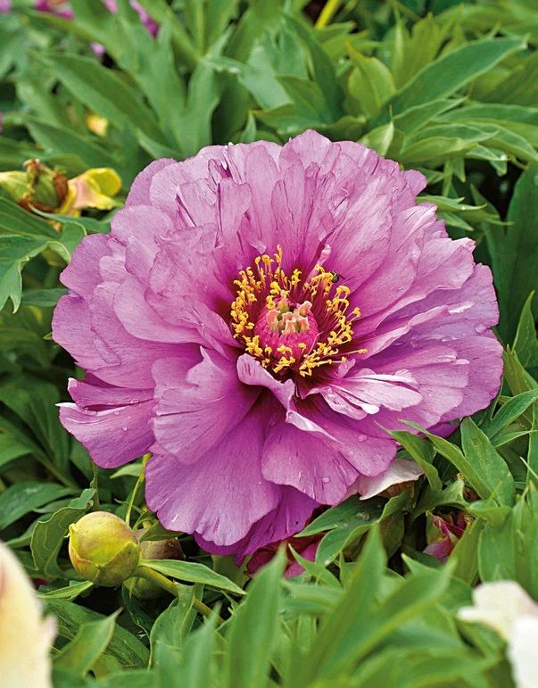 Peony itoh, Morning Lilac - 2 Gal