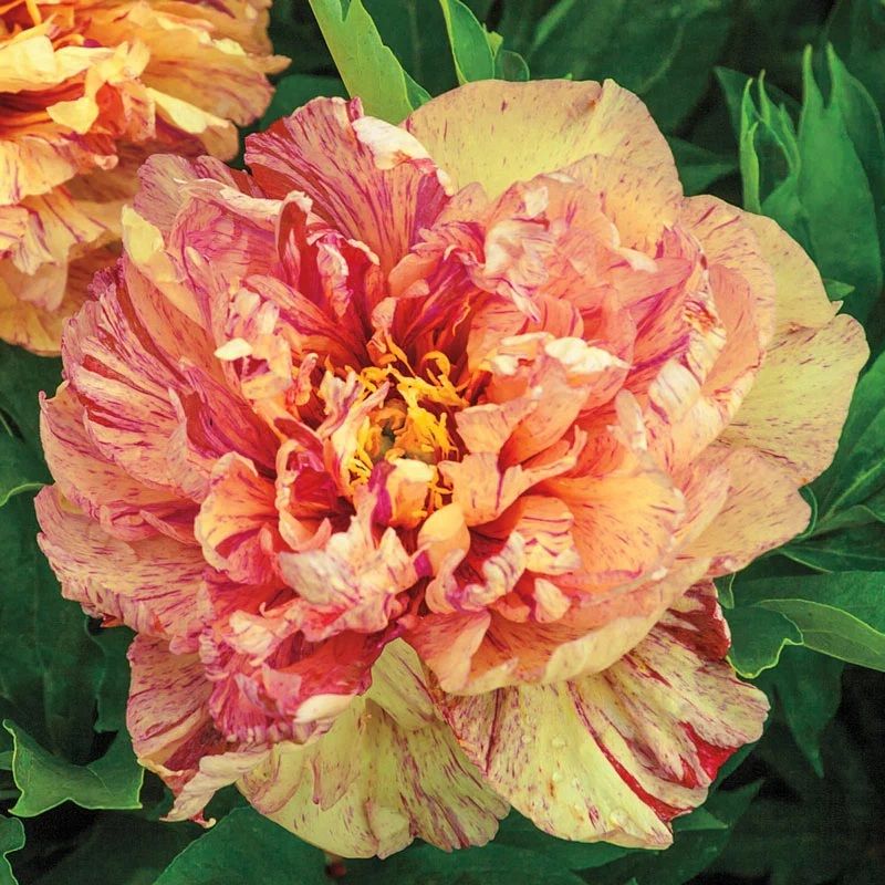 Peony itoh, Lollipop - 2 Gal