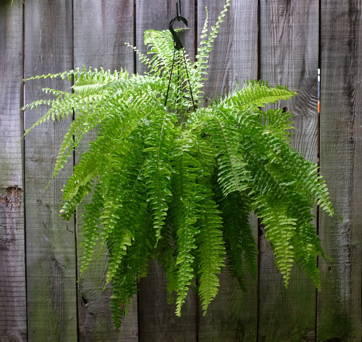 Boston Fern - Pair of Lush Baskets