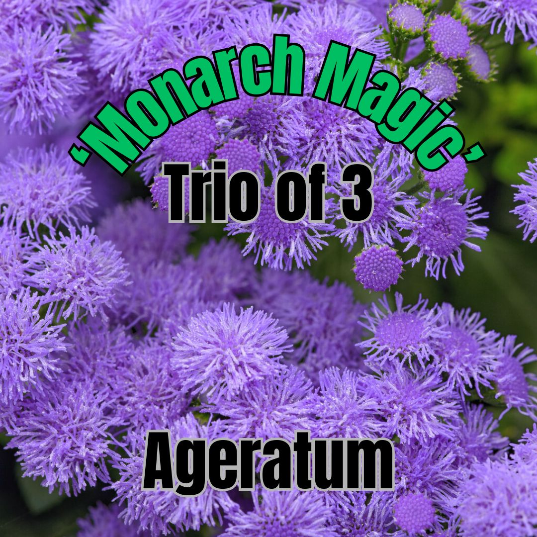 Ageratum, Monarch Magic - Trio of 3 plants