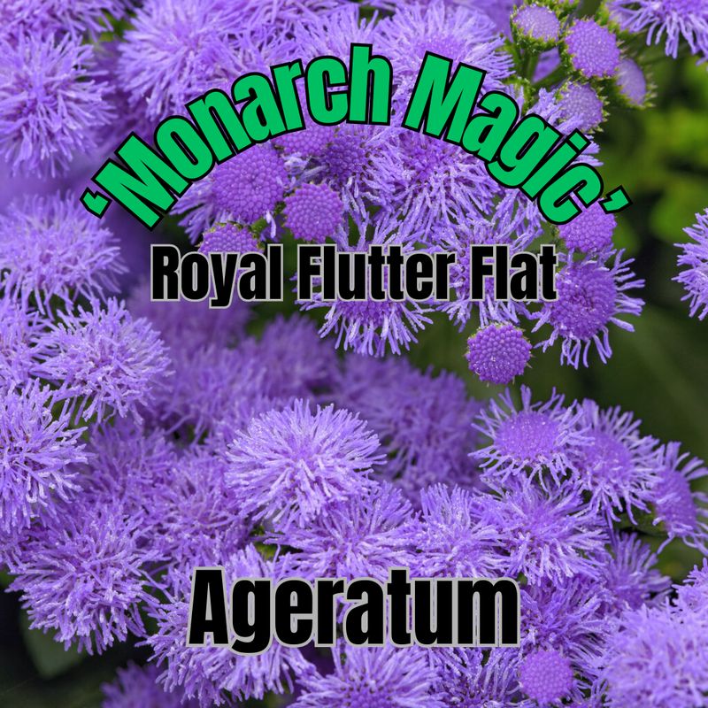 Ageratum, Monarch Magic - Royal Flutter Flat of 10
