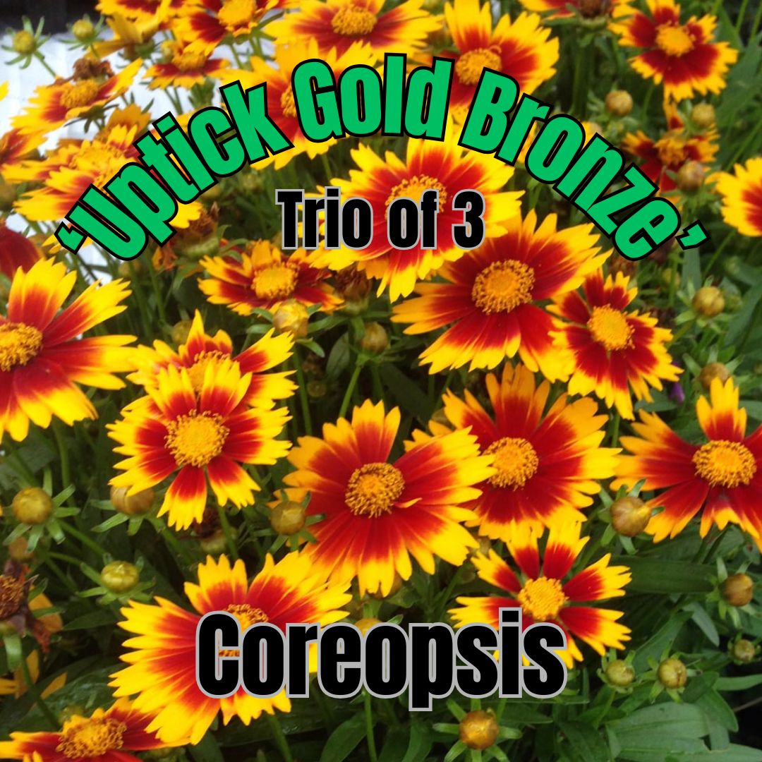 Coreopsis, Uptick, Gold Bronze - Trio