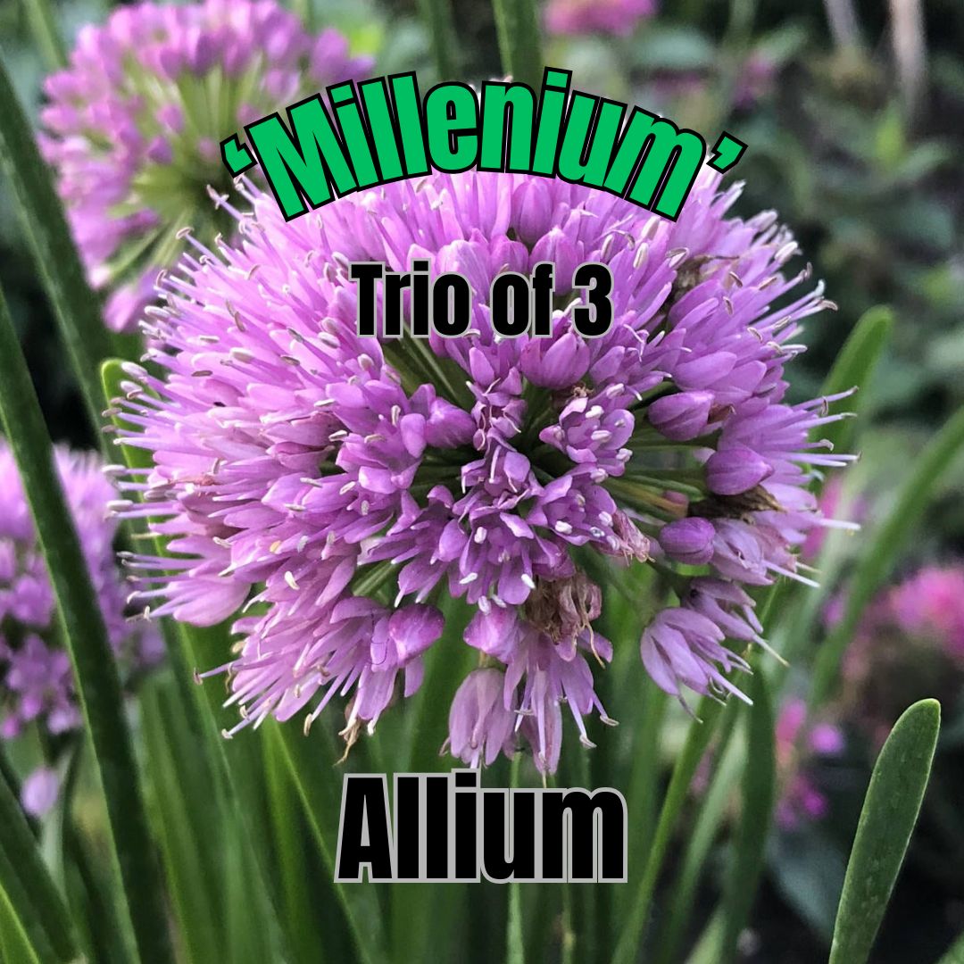 Allium, Millenium - Trio