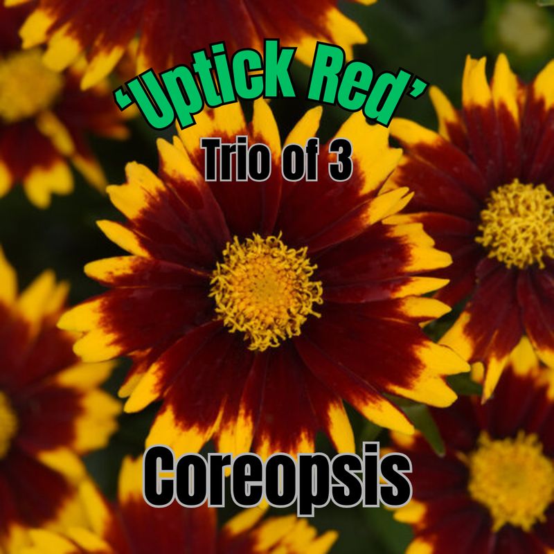 Coreopsis, Uptick, Red - Trio