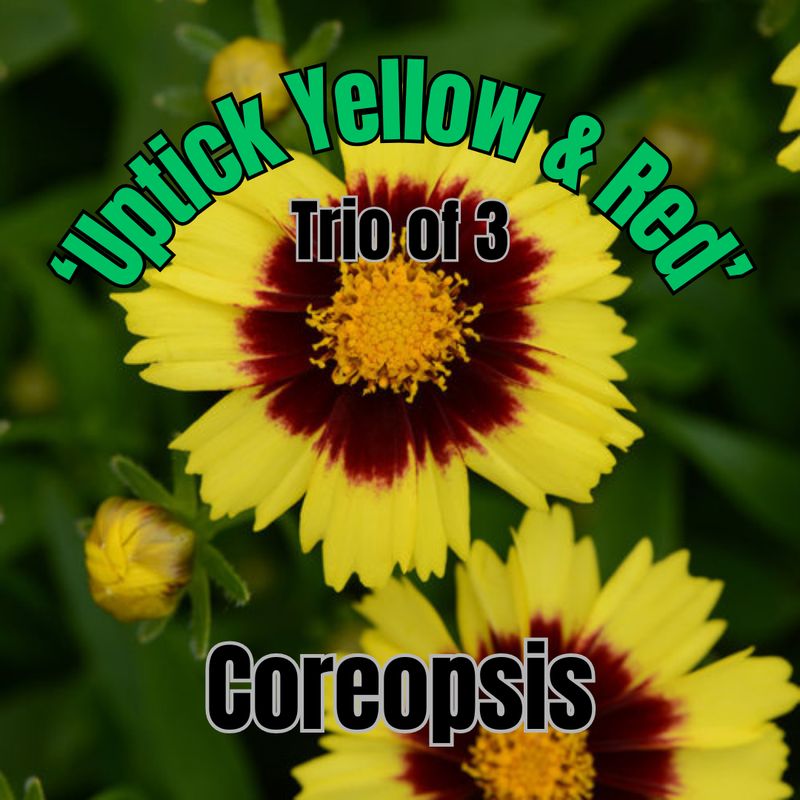 Coreopsis, Uptick, Yellow &amp; Red - Trio