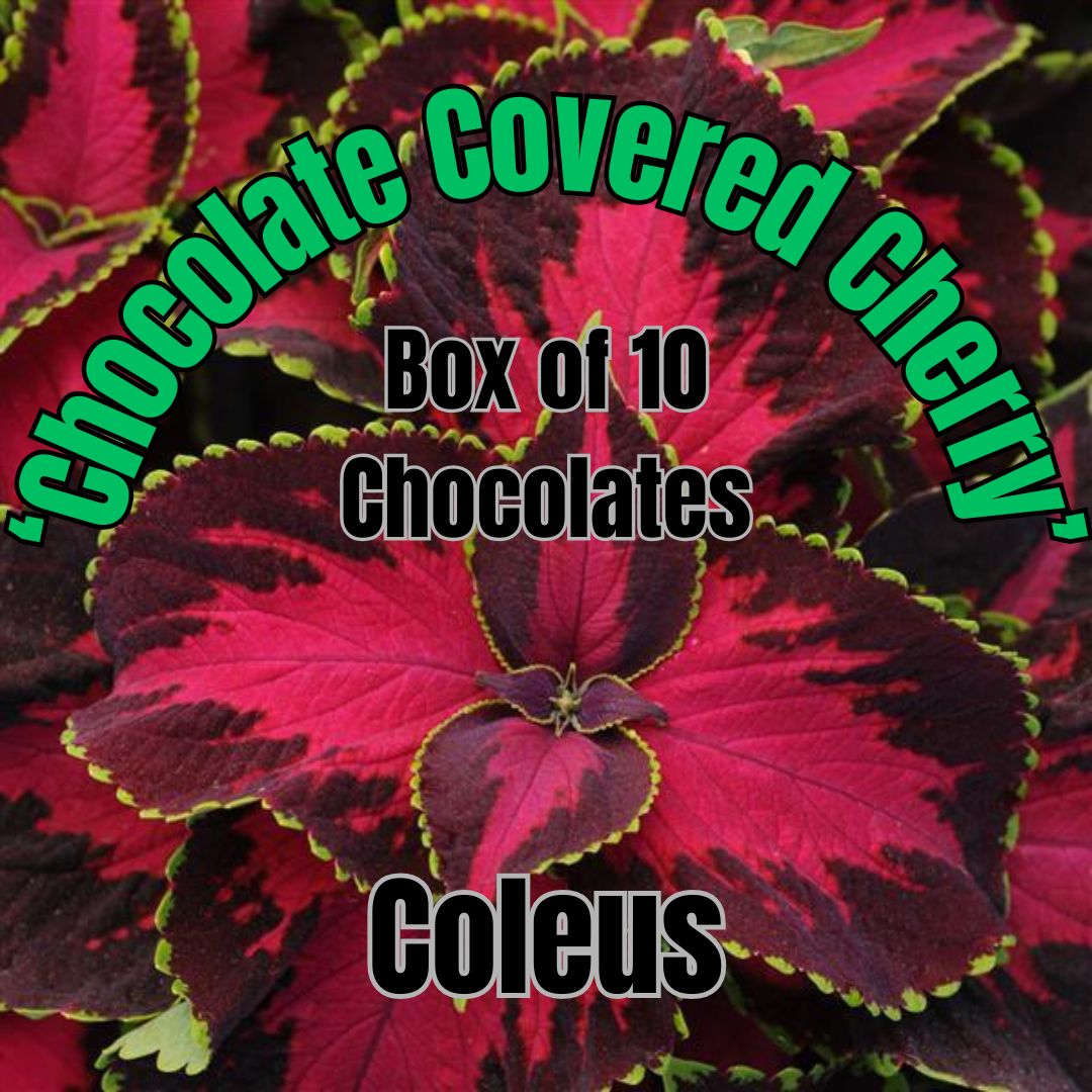 Coleus, Prem Sun, Chocolate Covered Cherry - Box of 10 Chocolates