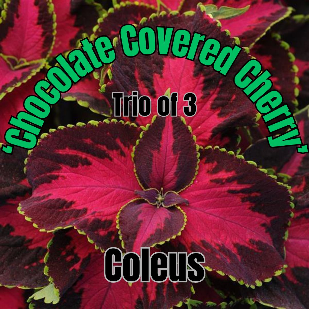 Coleus, Prem Sun, Chocolate Covered Cherry - Trio of 3 plants