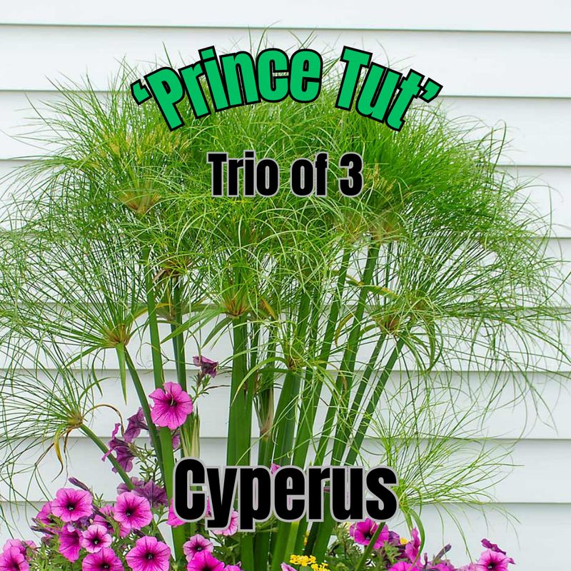 Cyperus papyrus, Prince Tut - Trio of 3 plants