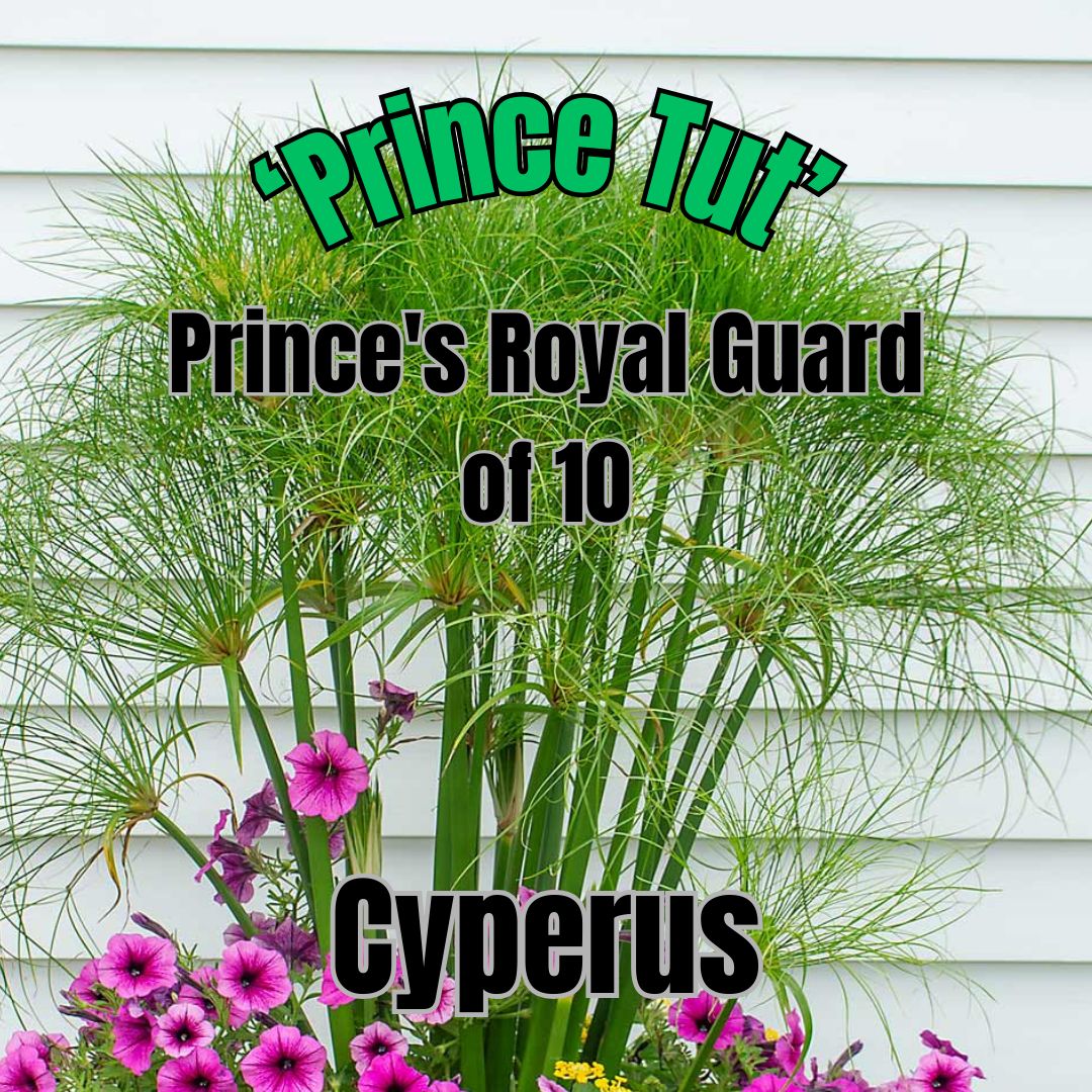 Cyperus papyrus, Prince Tut - Prince's Royal Guard of 10