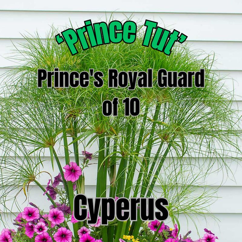 Cyperus papyrus, Prince Tut - Prince's Royal Guard of 10