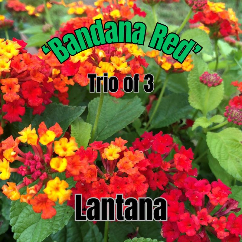 Lantana, Bandana Red - Trio of 3 plants