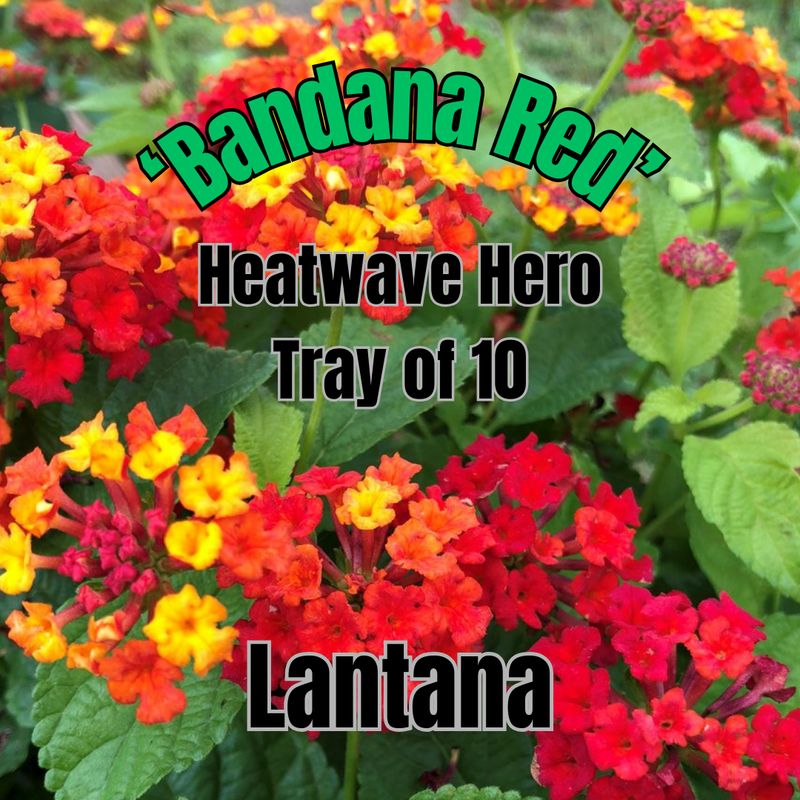 Lantana, Bandana Red - Heatwave Hero Tray of 10